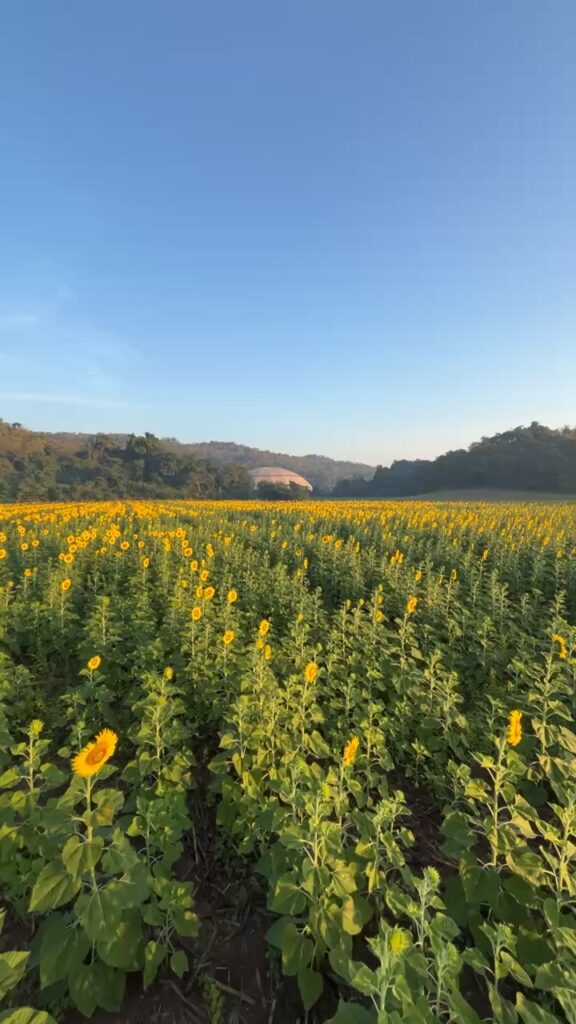 บานแล้วน้าา-ทุ่งทานตะวัน-ตแตง-บ้านหินซ้อน-อแก่งคอย-จ.สระบุรี