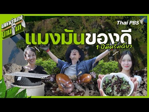 แมงมันของดี 1 ปีมีครั้งเดียว | มหาอำนาจบ้านนา