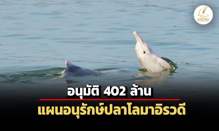 ครม.อนุมัติงบ-402-ล้าน-แผนอนุรักษ์โลมาอิรวดี-หลังมีแผนสร้างสะพานข้ามทะเลสาบสงขลา