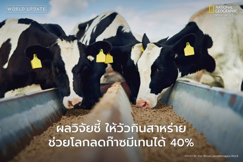 มีเทน-(methane)-เป็นหนึ่งในก๊าซเรือนกระจกเช่นเดียวกับคาร์บอนไดออกไซด์-ทว่ากลับมีประสิทธิภาพมา