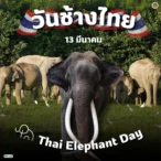 วันที่-13-มีนาคมของทุกปีตรงกับวันช้างไทย-ซึ่งช้างถือเป็