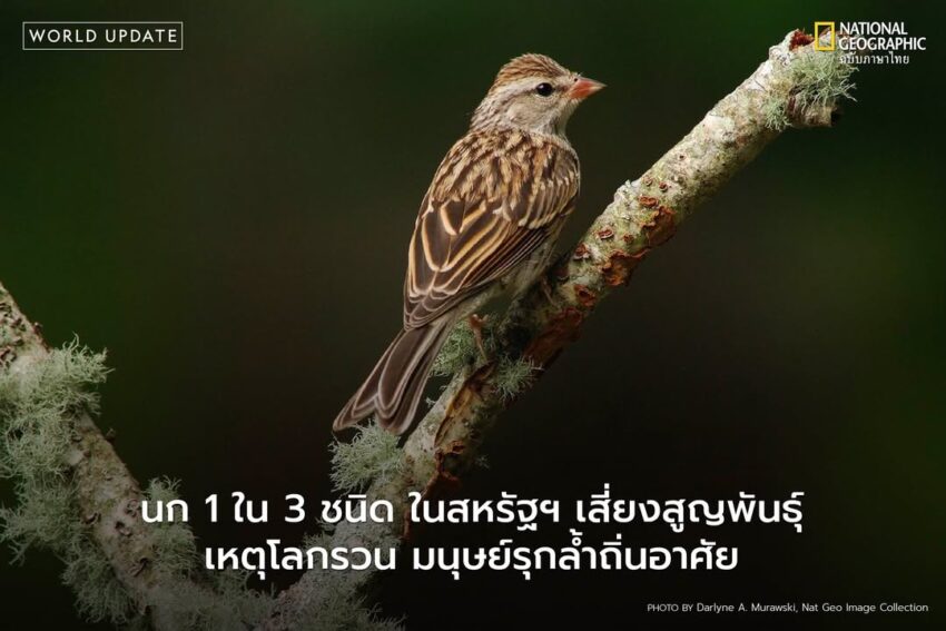 นักวิทยาศาสตร์ประกาศ-นกมากกว่า-1-ใน-3-ของชนิดพันธุ์นก-ท