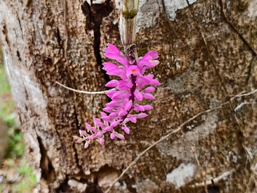 เอื้องแปรงสีฟัน-บานสีสันสดใส-สัญญาณแห่งฤดูร้อน-ที่อุทยา