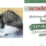 พบแมวพลัดหลง-ผู้ใดเป็นเจ้าของแจ้ง-js100-โทร-*1808-หรือ-1137-|-2025-03-21-12:24:00