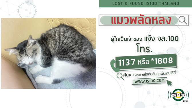 พบแมวพลัดหลง-ผู้ใดเป็นเจ้าของแจ้ง-js100-โทร-*1808-หรือ-1137-|-2025-03-21-12:24:00