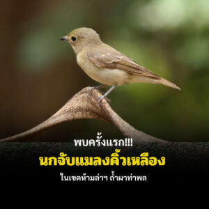 พบ-“นกจับแมลงคิ้วเหลือง”-ครั้งแรกในเขตห้ามล่าสัตว์ป่าถ้ำผาท่