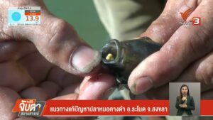 แนวทางแก้ปัญหาปลาหมอคางดำ-อระโนด-จ.สงขลา--#