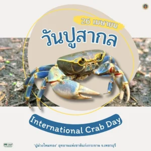 วันที่-26-เมษายนของทุกปีตรงกับวันปูสากล-(global-crab