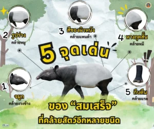 5-จุดเด่นของ-สมเสร็จ-ที่คล้ายสัตว์อีกหลายชนิด-การมีรูปร่าง