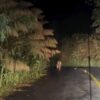อุทยานแห่งชาติแม่วงก์-ประกาศข่าวน่ายินดี-หลังพบเสือโคร่งเดิน