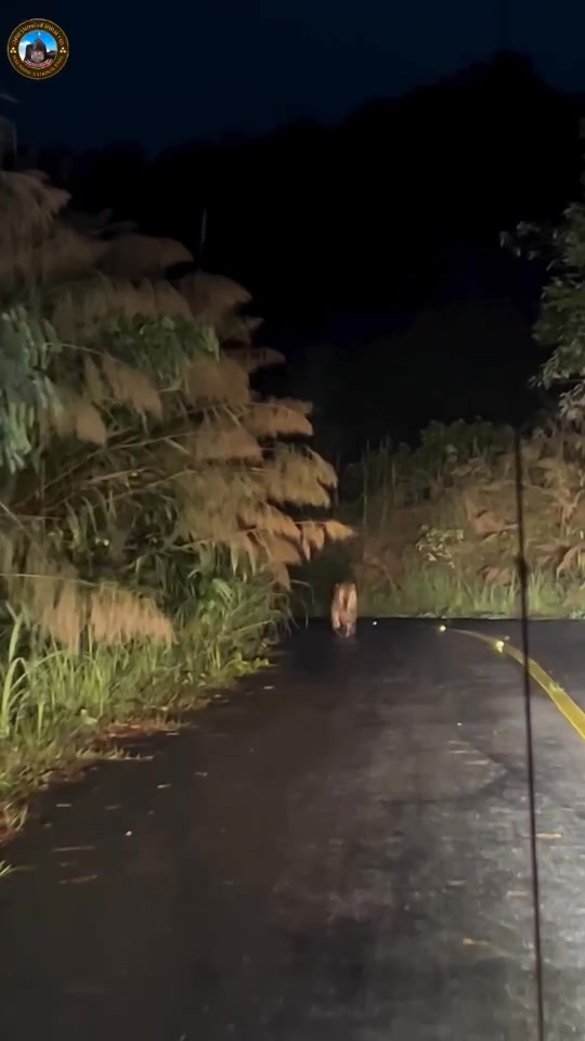 อุทยานแห่งชาติแม่วงก์-ประกาศข่าวน่ายินดี-หลังพบเสือโคร่งเดิน