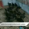 กลุ่มวิสาหกิจฯ-ขยายพันธุ์ไก่ดำสำเร็จสร้างรายได้-จ.นราธิวาส-#