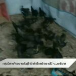 กลุ่มวิสาหกิจฯ-ขยายพันธุ์ไก่ดำสำเร็จสร้างรายได้-จ.นราธิวาส-#