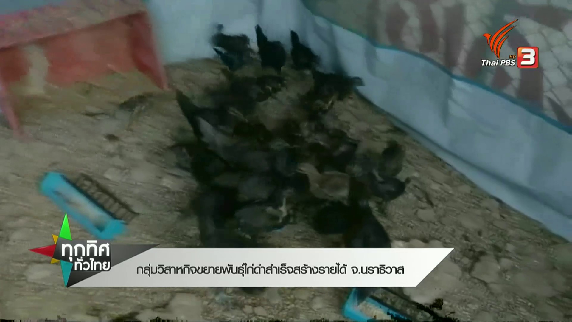 กลุ่มวิสาหกิจฯ-ขยายพันธุ์ไก่ดำสำเร็จสร้างรายได้-จ.นราธิวาส-#