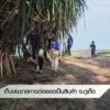 เก็บขยะชายหาดต่อยอดเป็นสินค้า-จ.จังหวัดภูเก็ต--#thaip