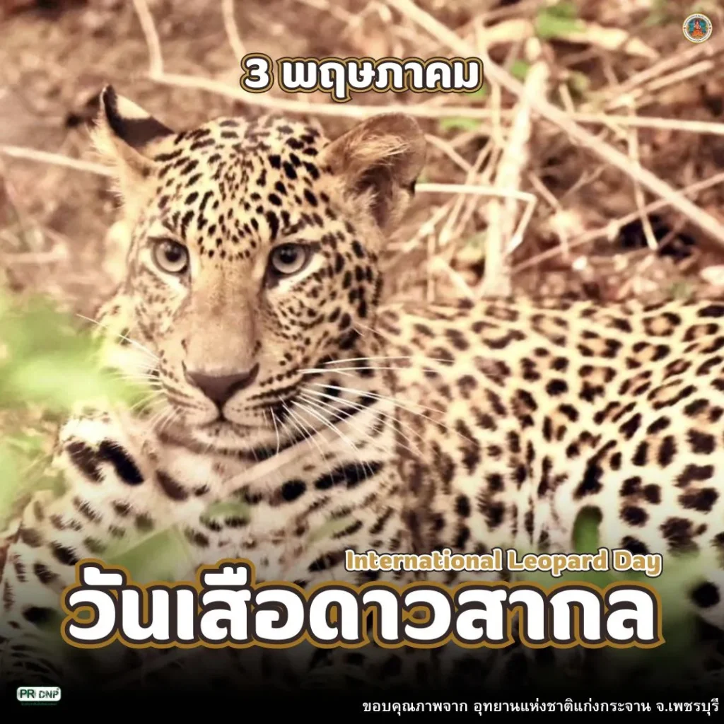 วันที่-3-พฤษภาคมของทุกปีตรงกับวันเสือดาวสากล-(world