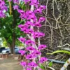 เอื้องสายครั่งสายสั้น-กล้วยไม้สกุลหวาย-สีสันสุดสะดุดตา-ดอกมี