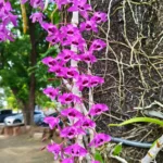 เอื้องสายครั่งสายสั้น-กล้วยไม้สกุลหวาย-สีสันสุดสะดุดตา-ดอกมี