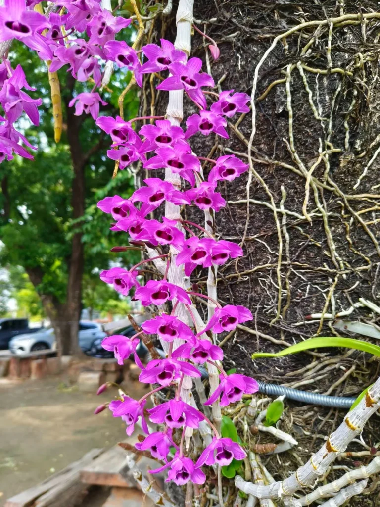 เอื้องสายครั่งสายสั้น-กล้วยไม้สกุลหวาย-สีสันสุดสะดุดตา-ดอกมี