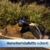 –-ยิvสารวัตรกำนันเสียชีวิต-จ.ปัตตานี-–-ตำรวจที่ถูกวางsะเบิด