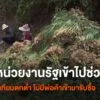 (5/5/68)-…-เกษตรกรในอำเภอปางมะผ้า-จังหวัดแม่ฮ่องสอน-วอนหน่