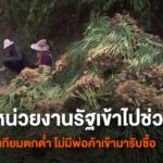 (5/5/68)-…-เกษตรกรในอำเภอปางมะผ้า-จังหวัดแม่ฮ่องสอน-วอนหน่