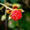 “เมื่อสายฝนพรำลงมา-สีสันของผืนป่าก็สวยงาม”-ชมสีสันของผืนป่าฤ