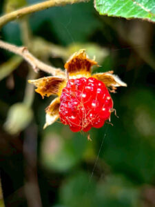 “เมื่อสายฝนพรำลงมา-สีสันของผืนป่าก็สวยงาม”-ชมสีสันของผืนป่าฤ