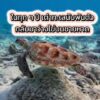 -ในทุกๆ-ปี-เต่าทะเลนับพันตัวกลับมาวางไข่บนชายหาดบ้านเรา…