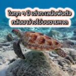 -ในทุกๆ-ปี-เต่าทะเลนับพันตัวกลับมาวางไข่บนชายหาดบ้านเรา…