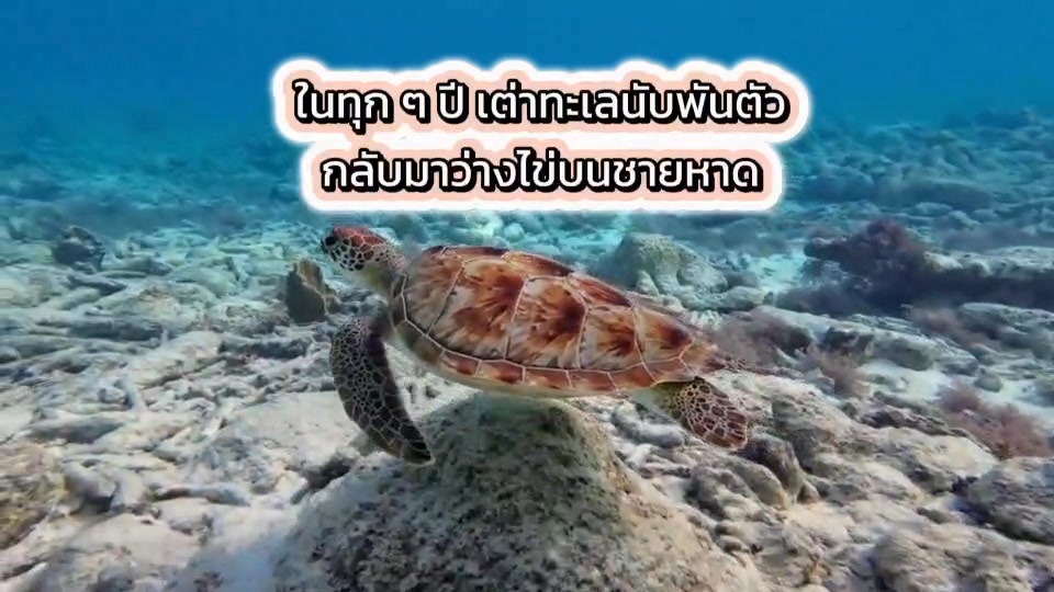 -ในทุกๆ-ปี-เต่าทะเลนับพันตัวกลับมาวางไข่บนชายหาดบ้านเรา…
