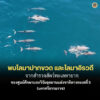 พบโลมาปากขวด-และโลมาอิรวดี-จากสำรวจสัตว์ทะเลหายาก-ของศูนย์ศึ