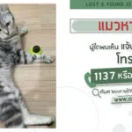 แมวหาย-ผู้ใดพบเห็นแจ้ง-js100-โทร-*1808-หรือ-1137-แมวหายจากหม-|-2025-05-10-04:58:00