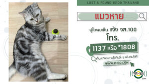 แมวหาย-ผู้ใดพบเห็นแจ้ง-js100-โทร-*1808-หรือ-1137-แมวหายจากหม-|-2025-05-10-04:58:00