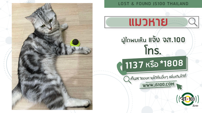 แมวหาย-ผู้ใดพบเห็นแจ้ง-js100-โทร-*1808-หรือ-1137-แมวหายจากหม-|-2025-05-10-04:58:00