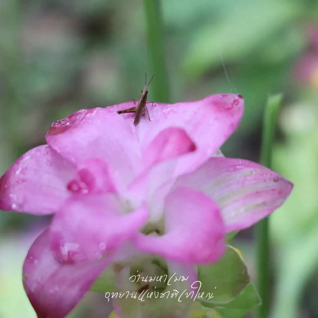 ว่านมหาเมฆ-ทักทายฤดูฝนในผืนป่ามรดกโลก-อุทยานแห่งชาติเขาใหญ่