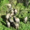 ภาพช้างป่า-13-ตัว-จากการลาดตระเวนด้วยอากาศยานไร้คนขับฯ-(dron