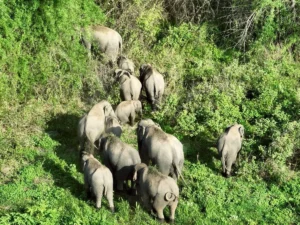 ภาพช้างป่า-13-ตัว-จากการลาดตระเวนด้วยอากาศยานไร้คนขับฯ-(dron