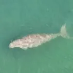 สำรวจพะยูน-อุทยานแห่งชาติหาดเจ้าไหม-จังหวัดตรัง-วันที่-12-พฤ