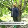 ปลูกกระท้อนพันธ์ุผอบทอง-ขายดีปีละแสน-จ.สตูล--#