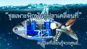 จะพาไปเรียนรู้ดูวิธีเพาะพันธุ์ปลาแบบง่ายๆ-โดยไม่ง้อโรงเพาะฟ-|-2025-05-13-08:01:00