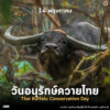 วันที่-14-พฤษภาคมของทุกปีตรงกับวันอนุรักษ์ควายไทย-เพื่อตระหน
