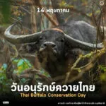 วันที่-14-พฤษภาคมของทุกปีตรงกับวันอนุรักษ์ควายไทย-เพื่อตระหน