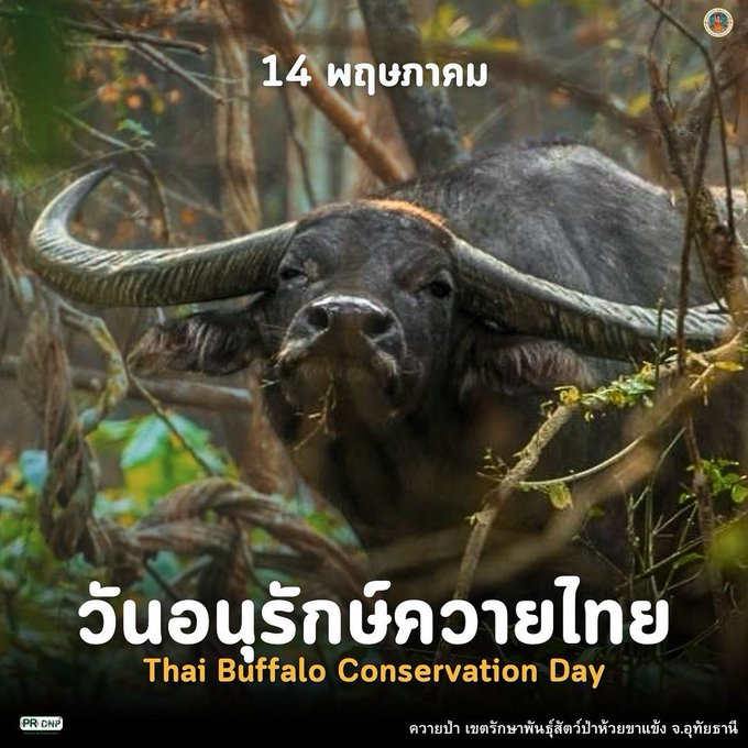 วันที่-14-พฤษภาคมของทุกปีตรงกับวันอนุรักษ์ควายไทย-เพื่อตระหน