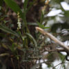 ทักทายสายฝน-“เอื้องลำต่อเล็ก”-ออกช่อที่อุทยานแห่งชาติเขาใหญ่