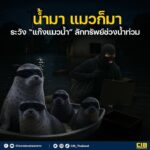 น้ำมา-แมวก็มา-ระวัง-แก๊งแมวน้ำ-ลักทรัพย์ช่วงน้ำท่วม.-หลัง