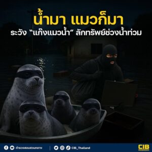 น้ำมา-แมวก็มา-ระวัง-แก๊งแมวน้ำ-ลักทรัพย์ช่วงน้ำท่วม.-หลัง