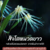 สิงโตหนวดยาว-กล้วยไม้สวยแปลกตา-พบที่คาบสมุทรมลายู-สุมาตรา-ชว