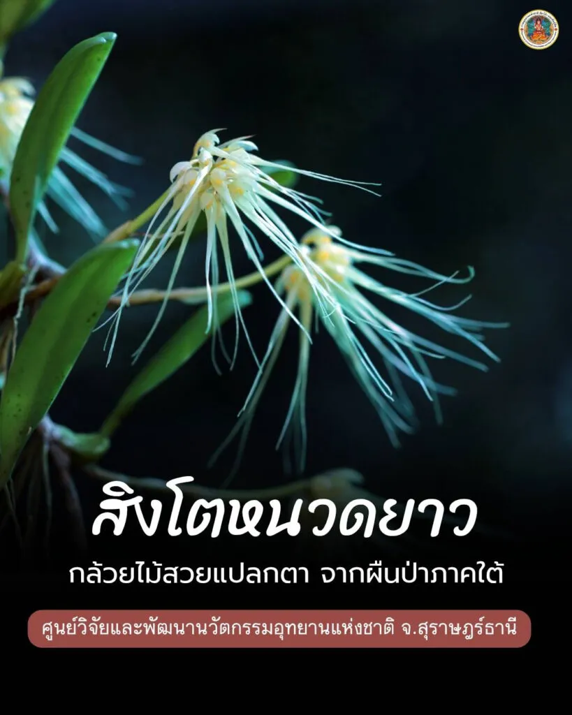 สิงโตหนวดยาว-กล้วยไม้สวยแปลกตา-พบที่คาบสมุทรมลายู-สุมาตรา-ชว