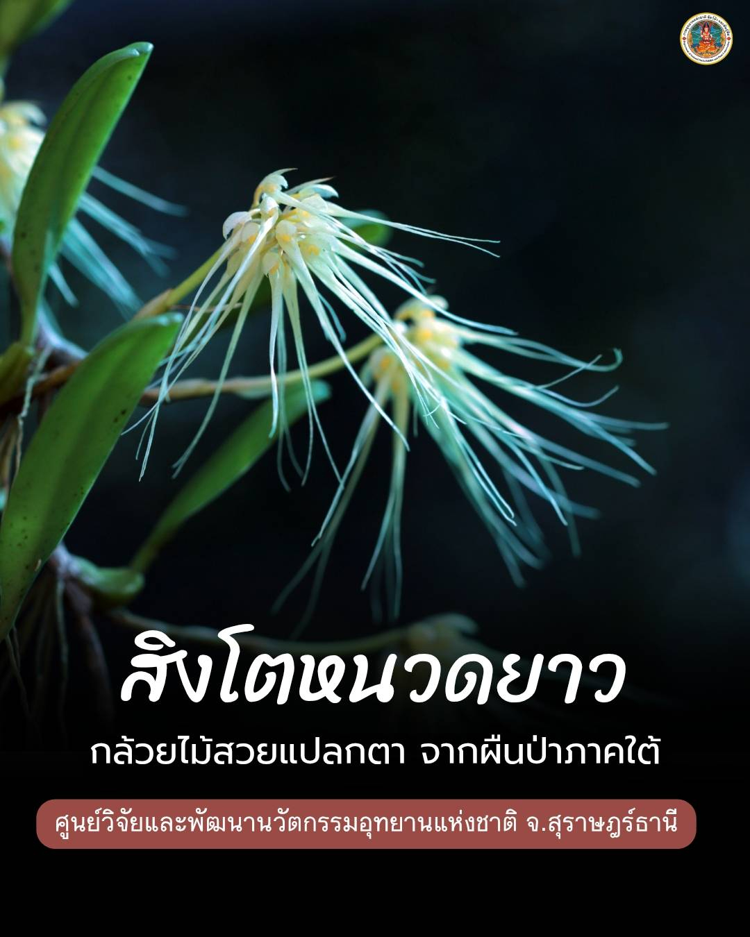 สิงโตหนวดยาว-กล้วยไม้สวยแปลกตา-พบที่คาบสมุทรมลายู-สุมาตรา-ชว